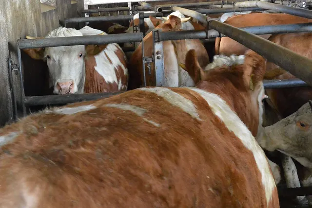 `Männliche Jungtiere warten auf den Schlachthof`