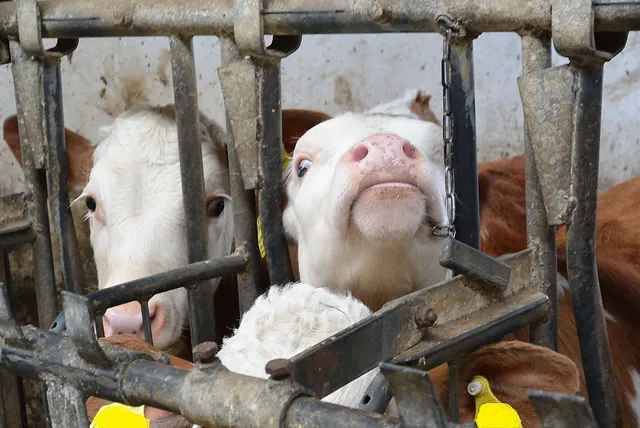 `Männliche Kälbchen warten auf den Schlachthof`