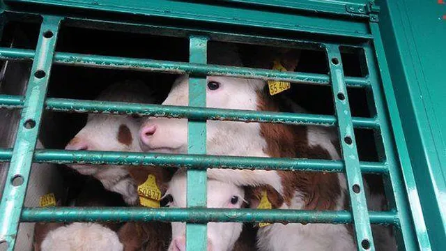 `Tierkinder auf dem Weg nach Spanien - später landen sie bei uns in der Kühltheke`