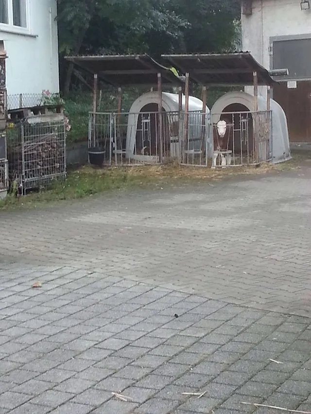 `Trauriges Kälbchen`