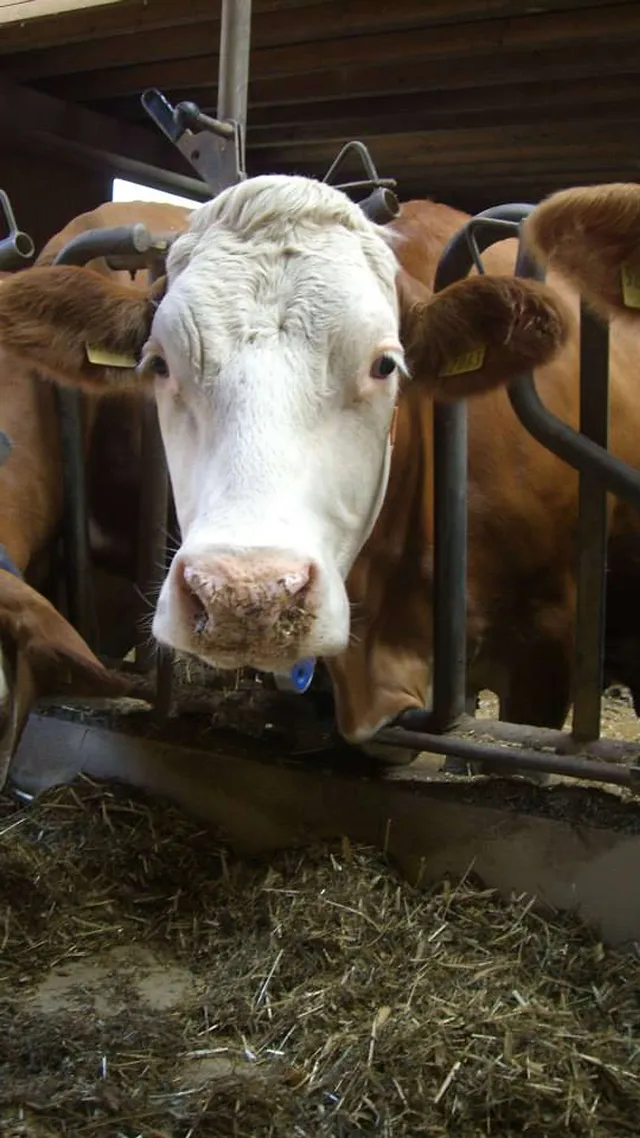 `Was hat sie verbrochen?`