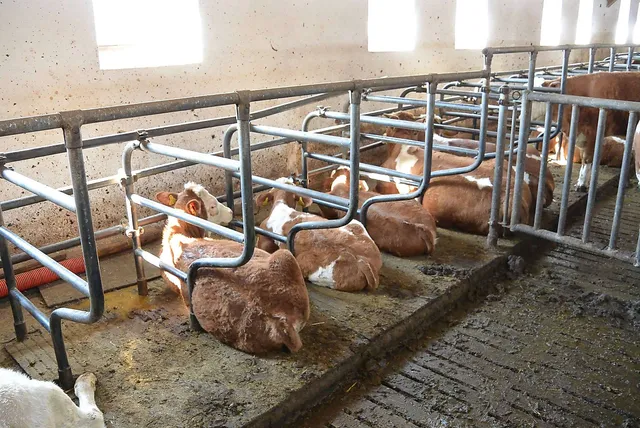`Weibliche Tierkinder in einem Milchkuhbetrieb`