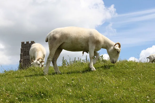 `Schafe am Glastonbury Tor`