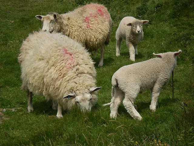 `Schafe auf der Weide in Cornwall`