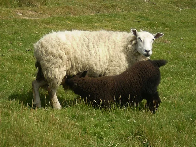 `Wenn ihre Zuchtleistung nachgelassen hat, wird sie ihren Kindern in den Tod folgen`