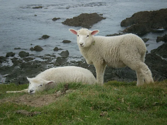 `Glückliche Schafe?`