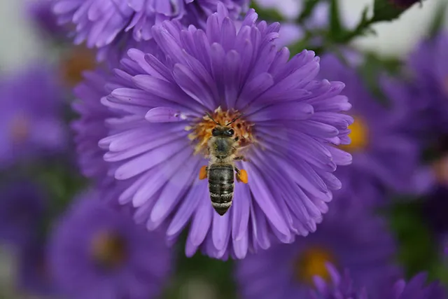 `Bienen saugen den Nektar über den Rüssel auf`