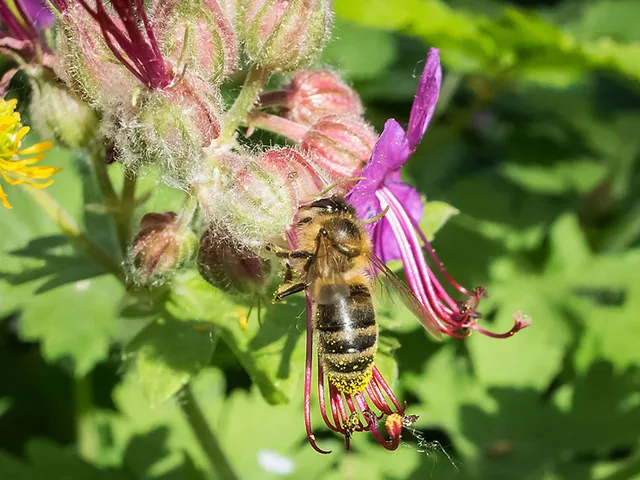 `Sie fliegt von Blüte zu Blüte`