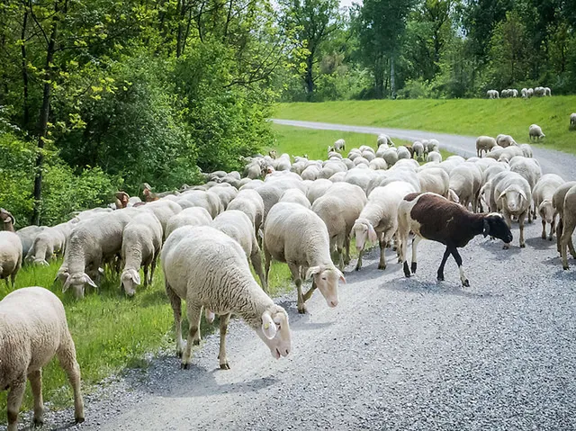 `Schafe am Wegesrand`