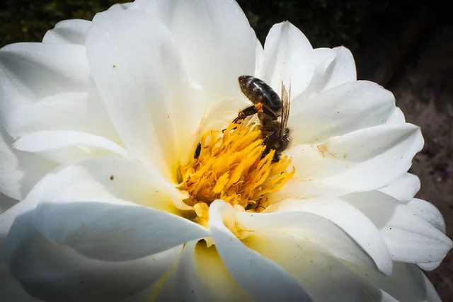 `Honig ist die Nahrung der Bienen`