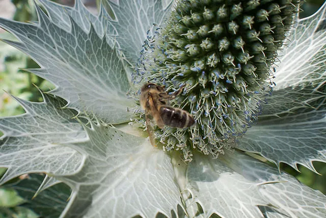 `Fleißige Sammlerin`