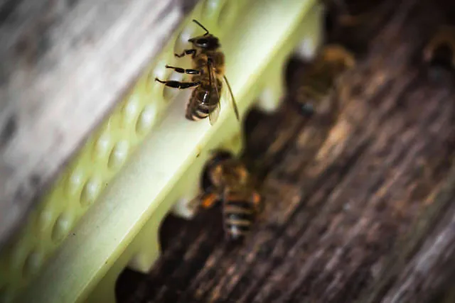 `Arbeiterbienen am Magazin`