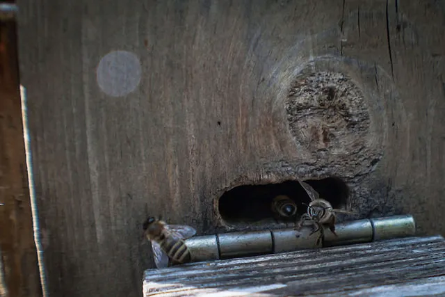 `Bienen beim Verlassen des Bienenstocks`
