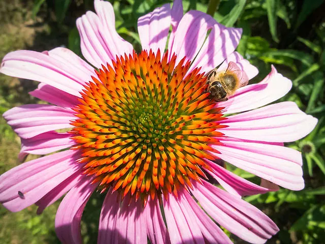 `Arbeiterbiene in Aktion`