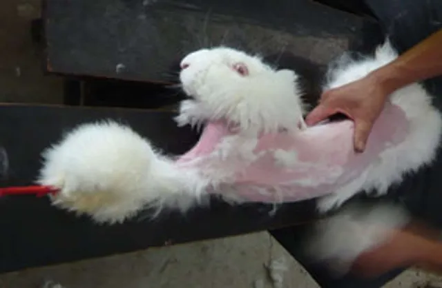 `Angora Kaninchen Bild: Peta`