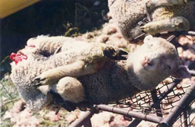 `Mulesing Bild: Peta`