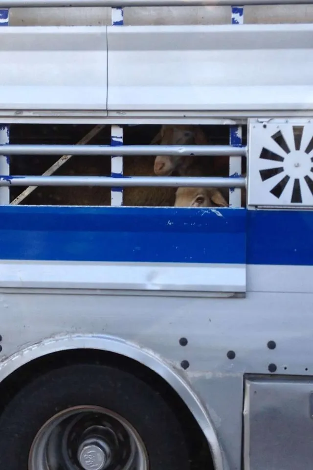 `Schafe auf dem Weg zum Schlachthof A99 Richtung Österreich Bild: Monika München`