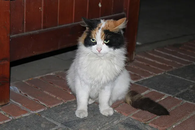 `Straßenkatze - Endet sie vielleicht bald schon als Pelzkragen? `