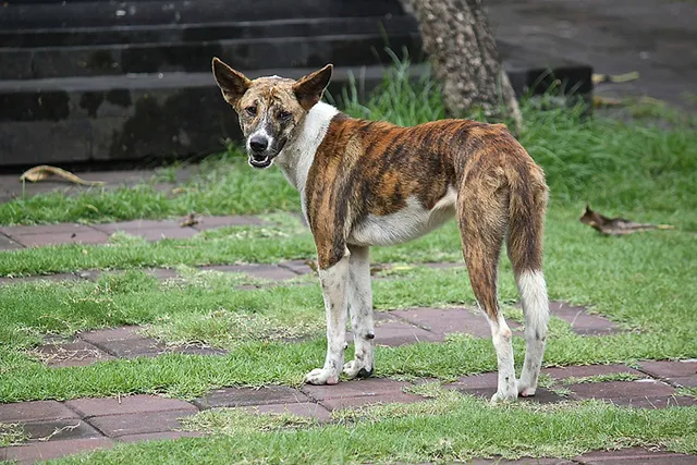 `Straßenhund - Endet er vielleicht schon bald als Pelzkapuze?`