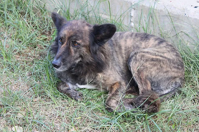 `Straßenhund - Endet er vielleicht schon bald als Pelzkapuze?`