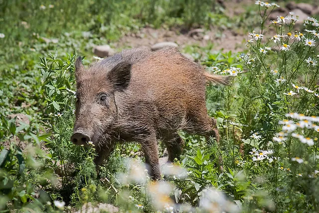 `Schweineborsten im Brot - kaum zu glauben, aber wahr`