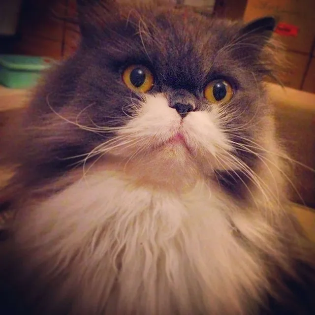 `Chili schläft gerne im Auto`