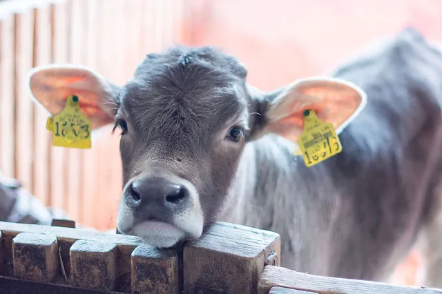 `Paul - Foto: Thomas Zinnecker`