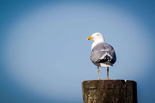 `Möwe in Travemünde`