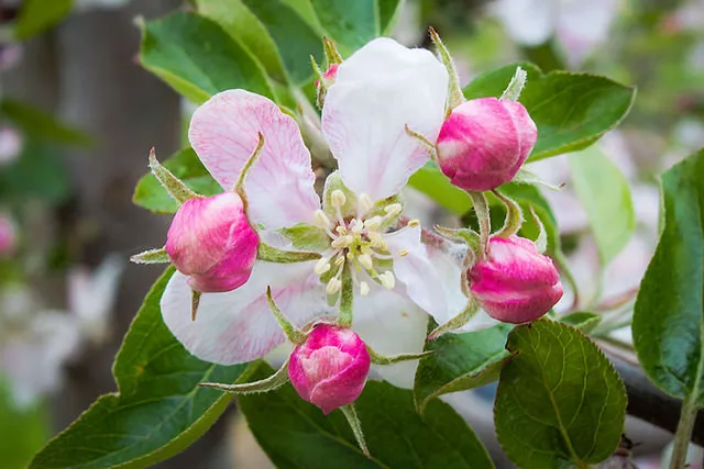 Blütenmeer im Alten Land