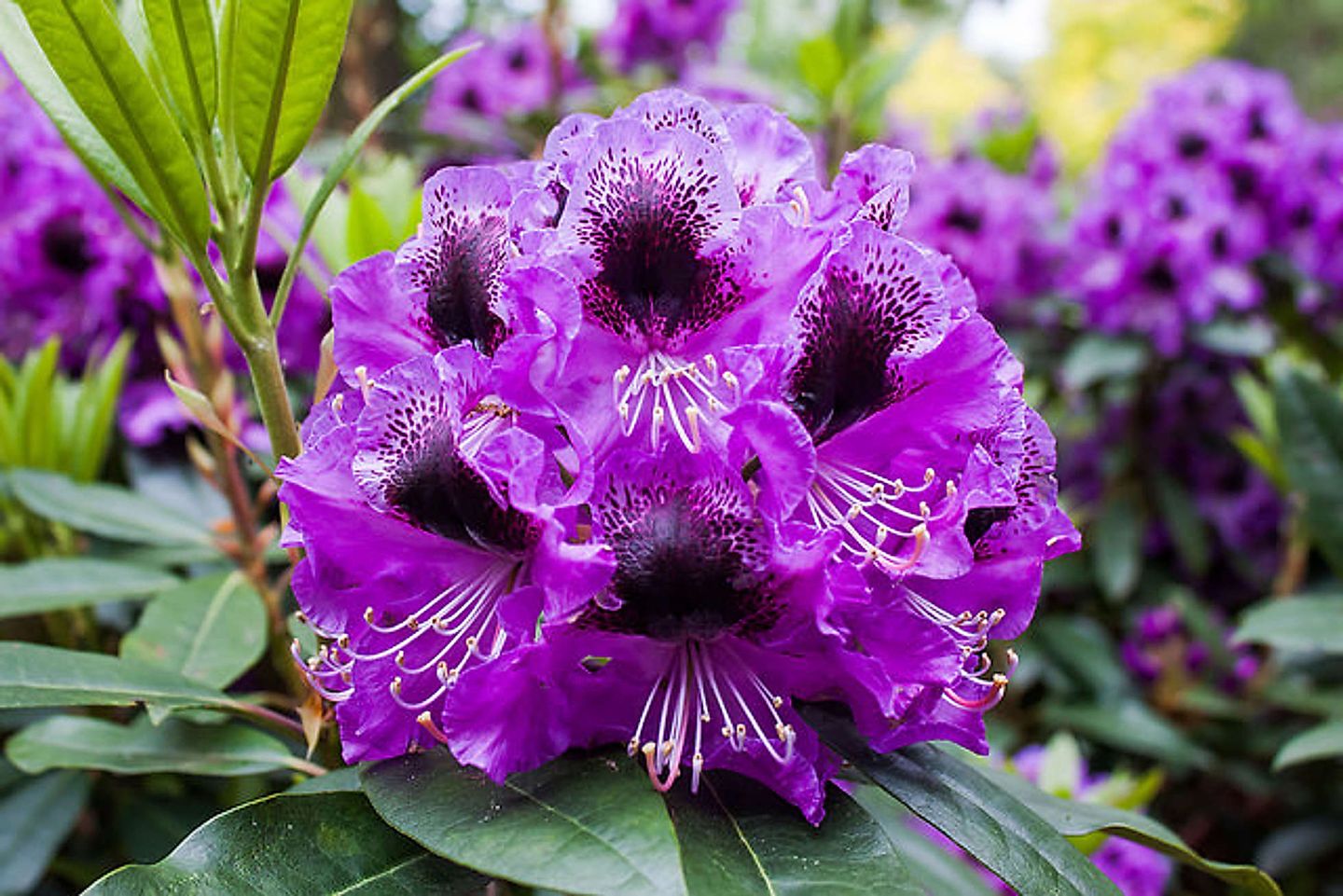 2015_06_18868417676_d995e43098_z