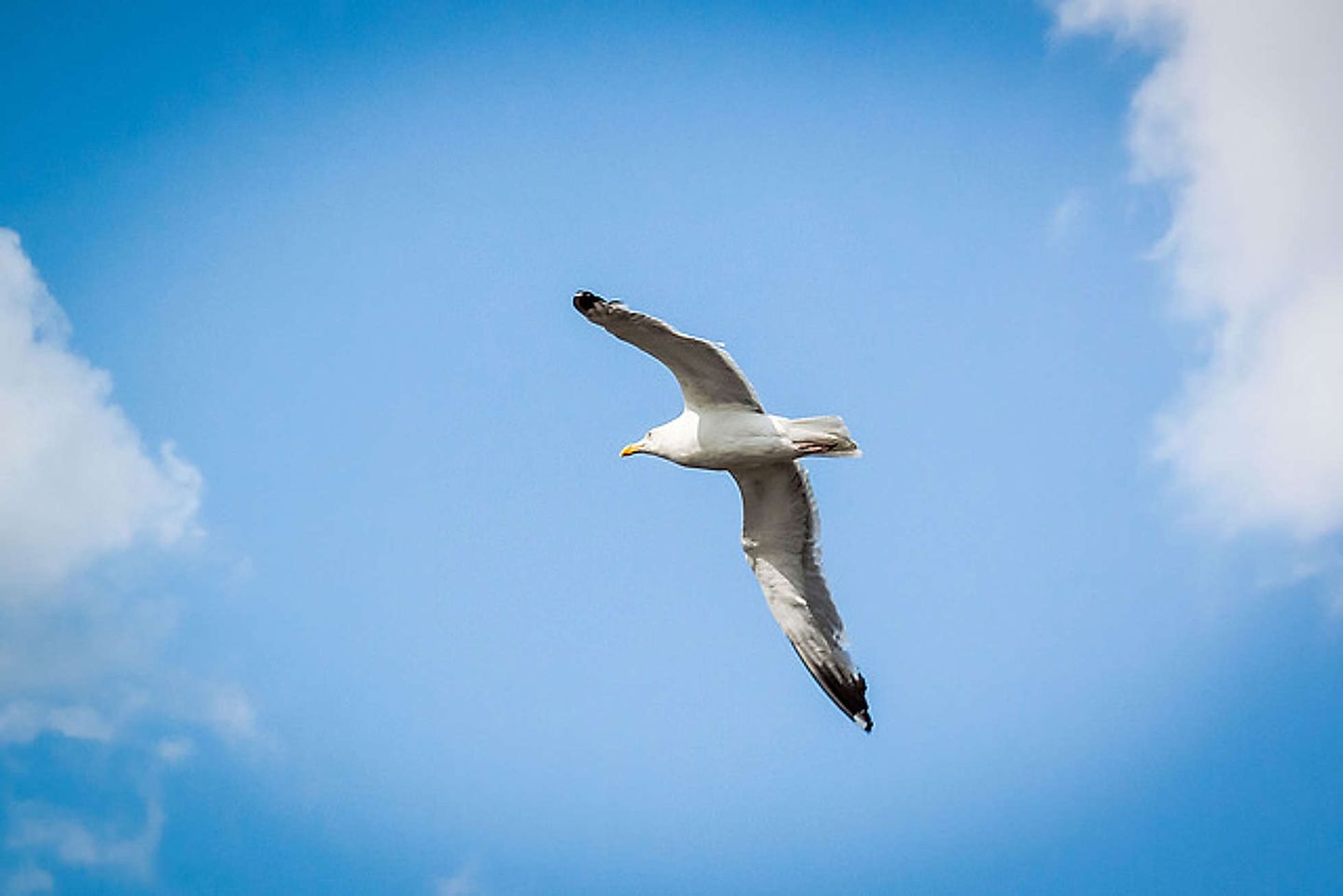 2015_07_19233819943_46a258f5b9_z