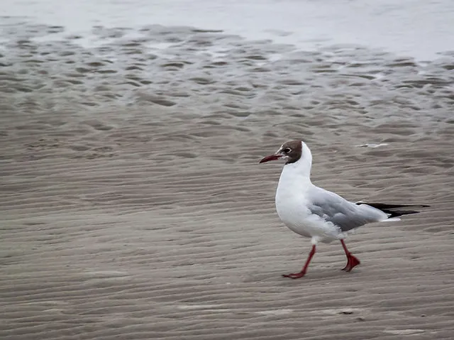 Zurück nach St. Peter-Ording