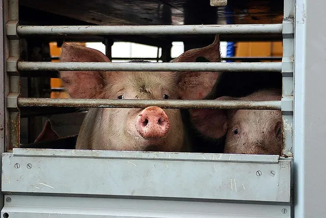 `Schweine auf dem Weg zum Schlachter`