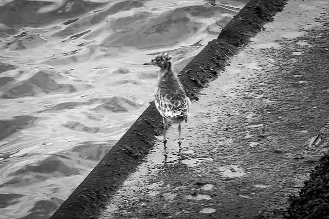 `Nistplätze auf dem Eidersperrwerk`