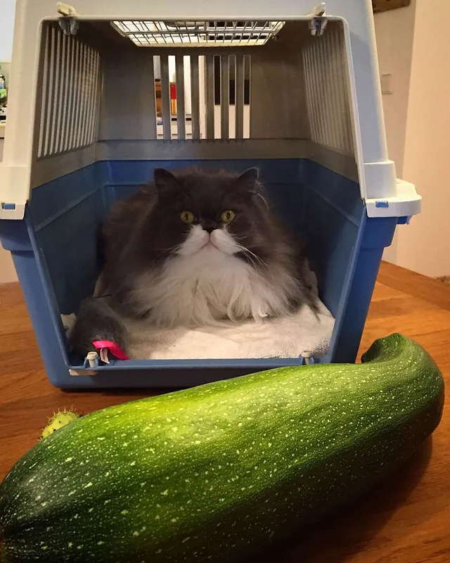 `Der Kater staunt - Die Zucchini ist größer als er!`