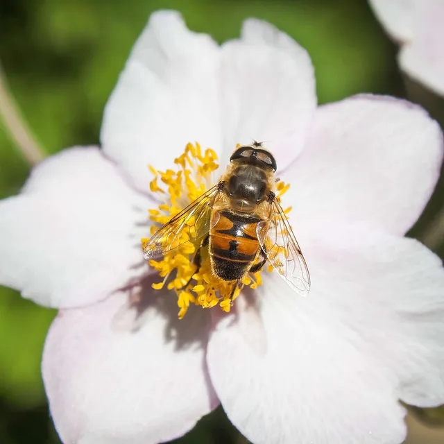 Indian Summer im Loki Schmidt Garten