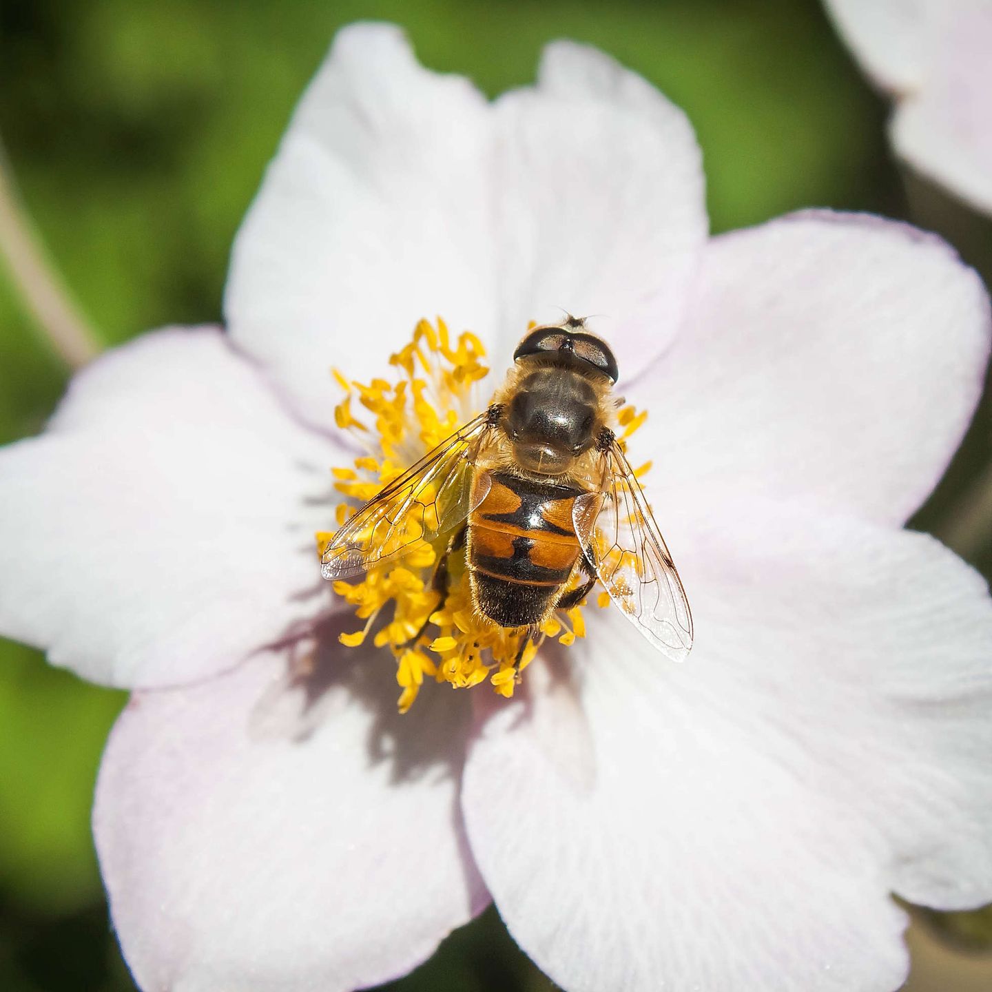 2015_09_Loki-Schmidt-Garten-40