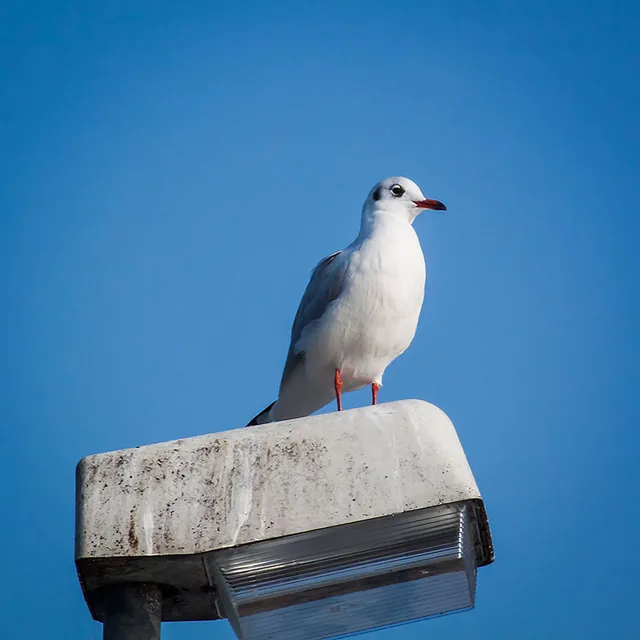 Birdwatching am Timmendorfer Strand