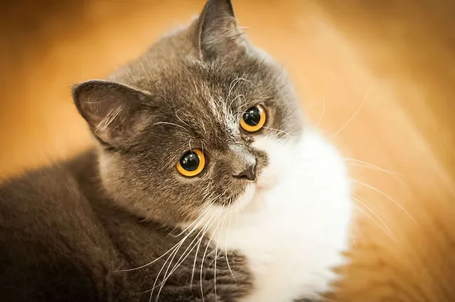 Stubentiger im Fokus