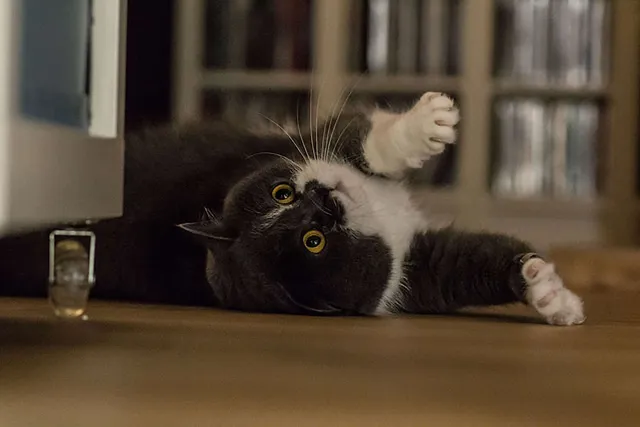 Katzen würden Minze klauen