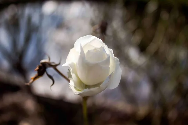 Silvester auf Böller verzichten