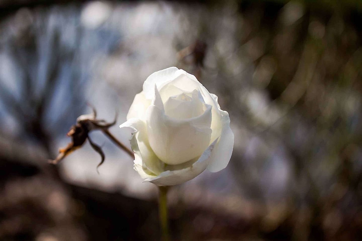 2015_12_Rose1-1-von-1