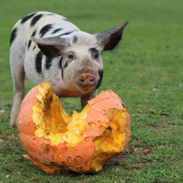Tierpatenschaft verschenken und Kochbuch bekommen!