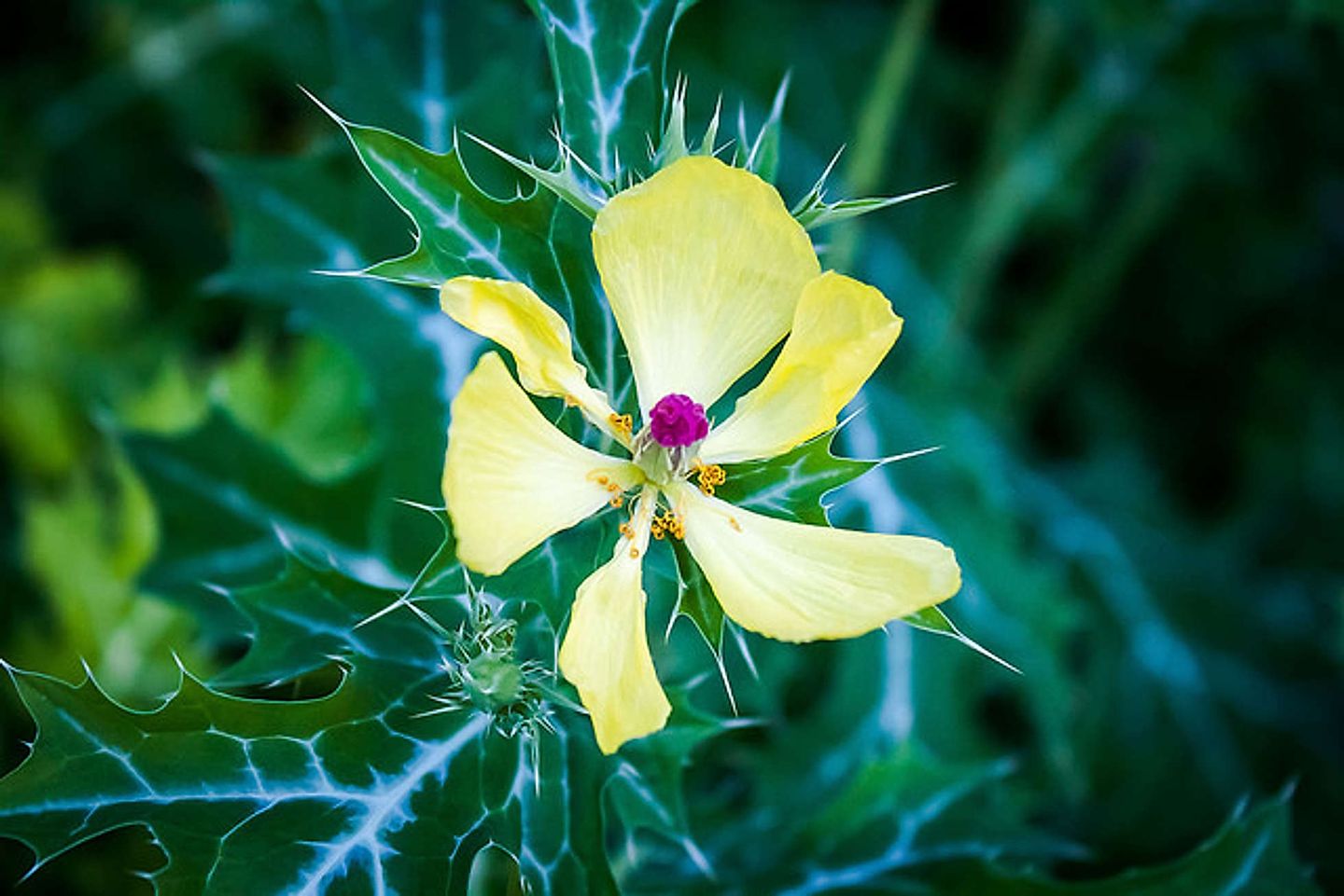 2016_01_23998566612_ef1c408d93_z