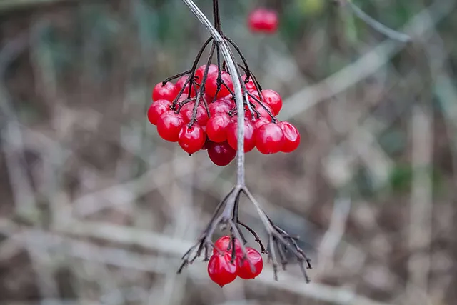 Wandern im Hamburger Wittmoor