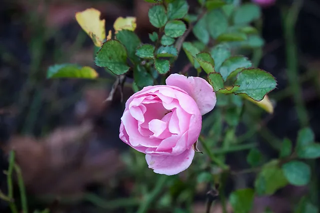 Blütenpracht im Winter