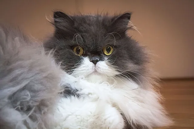 Der Fall des Chili R.