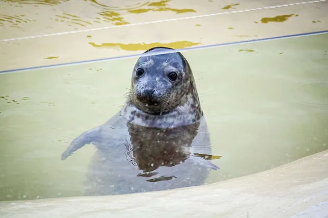 `Seehundstation Friedrichskoog`