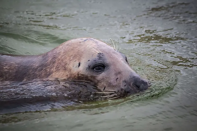 `Seehundstation Friedrichskoog`