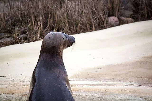 `Seehundstation Friedrichskoog`